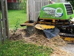 Tree stump grinding