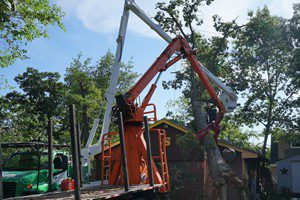 tree trimming services