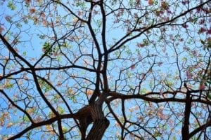 Lincolnshire Advanced Tree Care Types