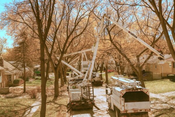 Think It’s Too Late for Tree Trimming? 5 Must-Know Facts Before Hiring a Tree Service Near You
