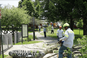 hiring certified arborists