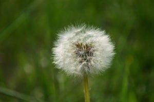 lawn-care-schedule-fighting-weeds-early-spring lawn-care-schedule-fighting-weeds-early-spring