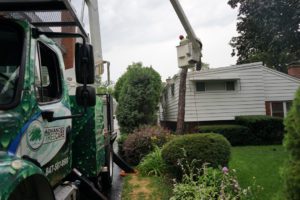 tree-service-near-me