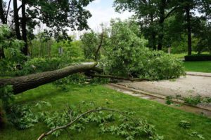 Tree-Service-Near-Me